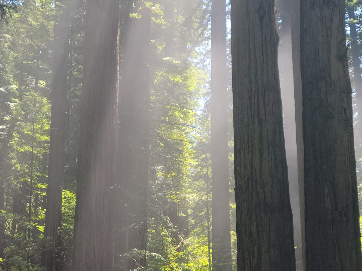 Days 24-26: Redwoods and Pacific Coast&nbsp;CA