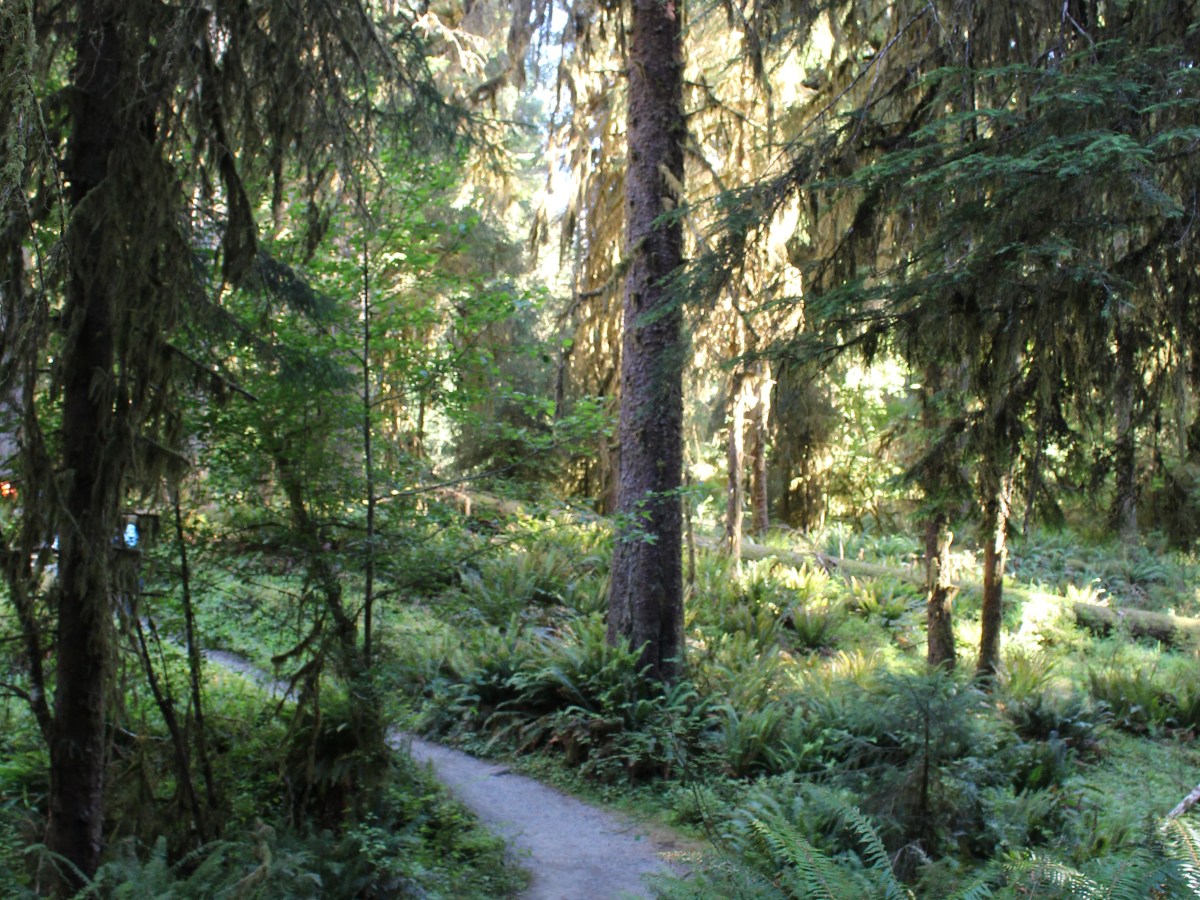 Days 19-21: Olympic National Forest&nbsp;WA